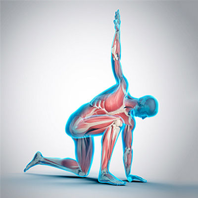 illustration of a body stretching showing the muscles on the body